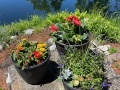 Pond-Flowers-2025-2