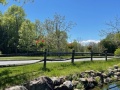 Pond-Flowers-2025-3